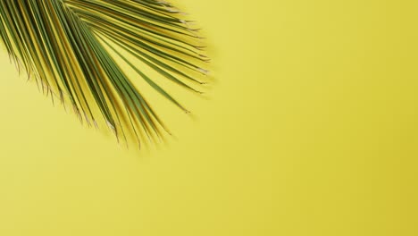 animación de hojas verdes exuberantes sobre fondo amarillo con espacio de copia
