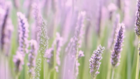 lavender field in bloom with soft focus