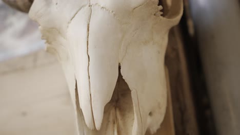 buffalo skull hanged on a wall and filmed closely in slow motion