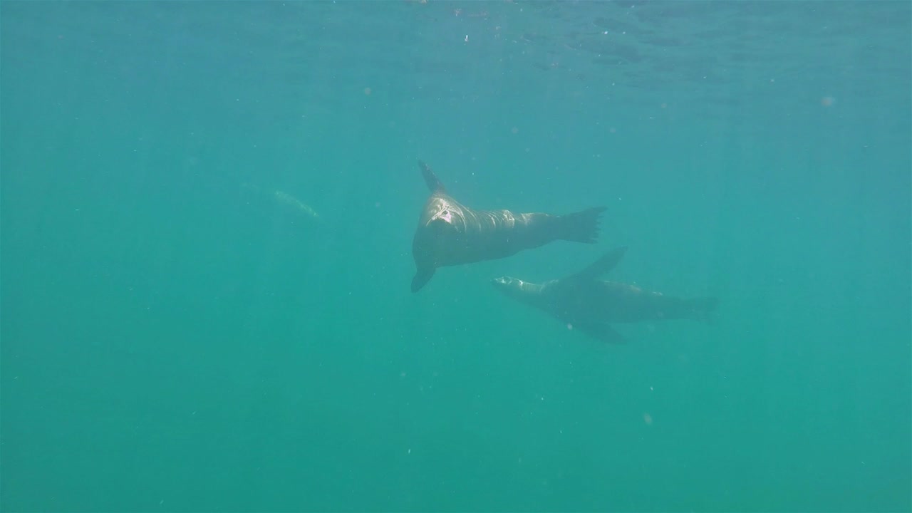 leones marinos de baja california nadando bajo el agua los islotes burbujas a cámara lenta