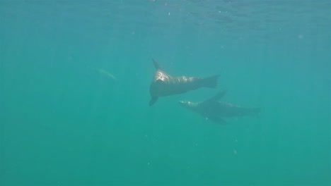 Lobos-Marinos-De-Baja-California-Nadando-Bajo-El-Agua-Los-Islotes-Burbujas-De-Cámara-Lenta