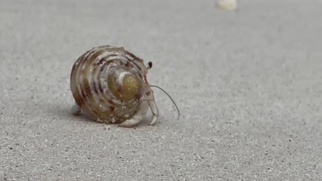el cangrejo ermitaño de maldivas en su camino al mar: malahini kuda bandos, maldivas