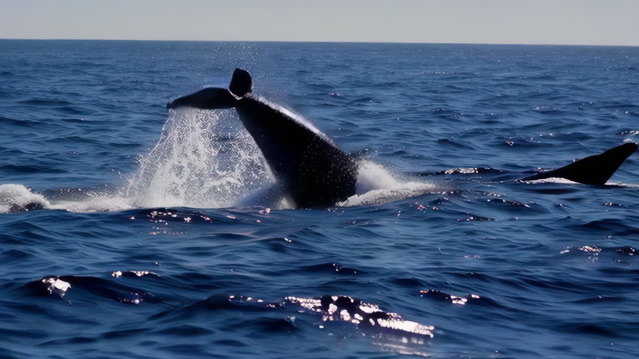 바다 에서 점프 하는 돌고래 들