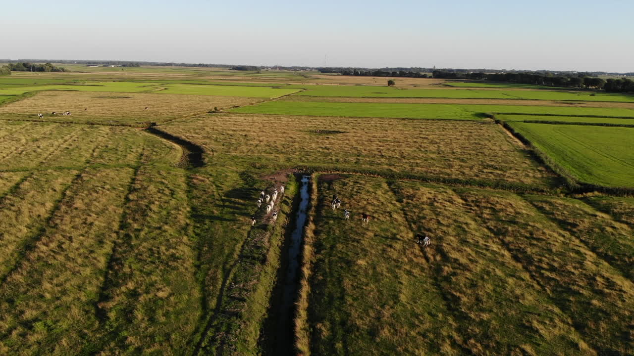 Herd of cows running down a field in northern Germany.
