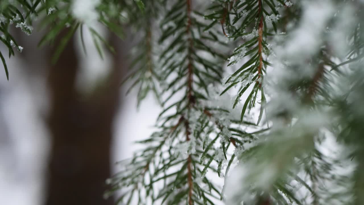 Needles from a pine-tree with snow and ice