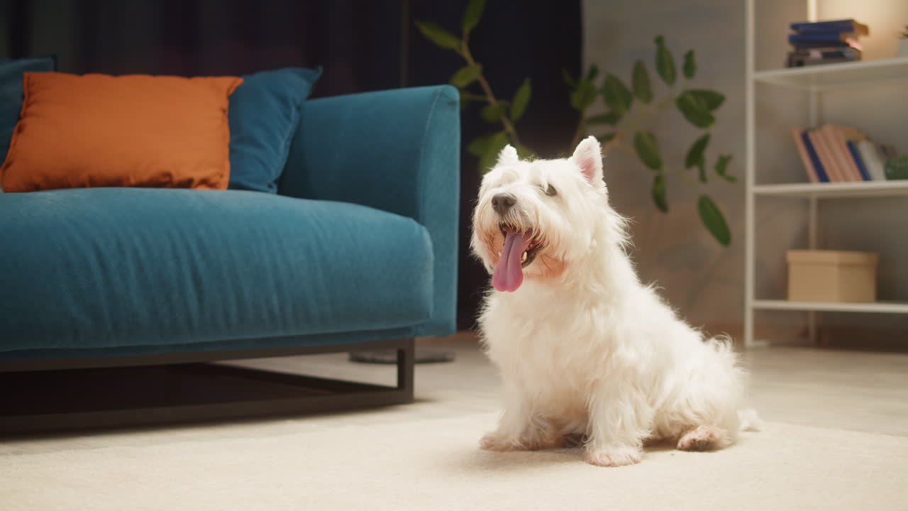 A white West Highland White Terrier dog sitting on a rug in a living room