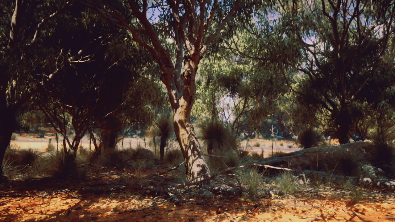 Forest landscape showcasing trees and shrubbery in natural sunlight