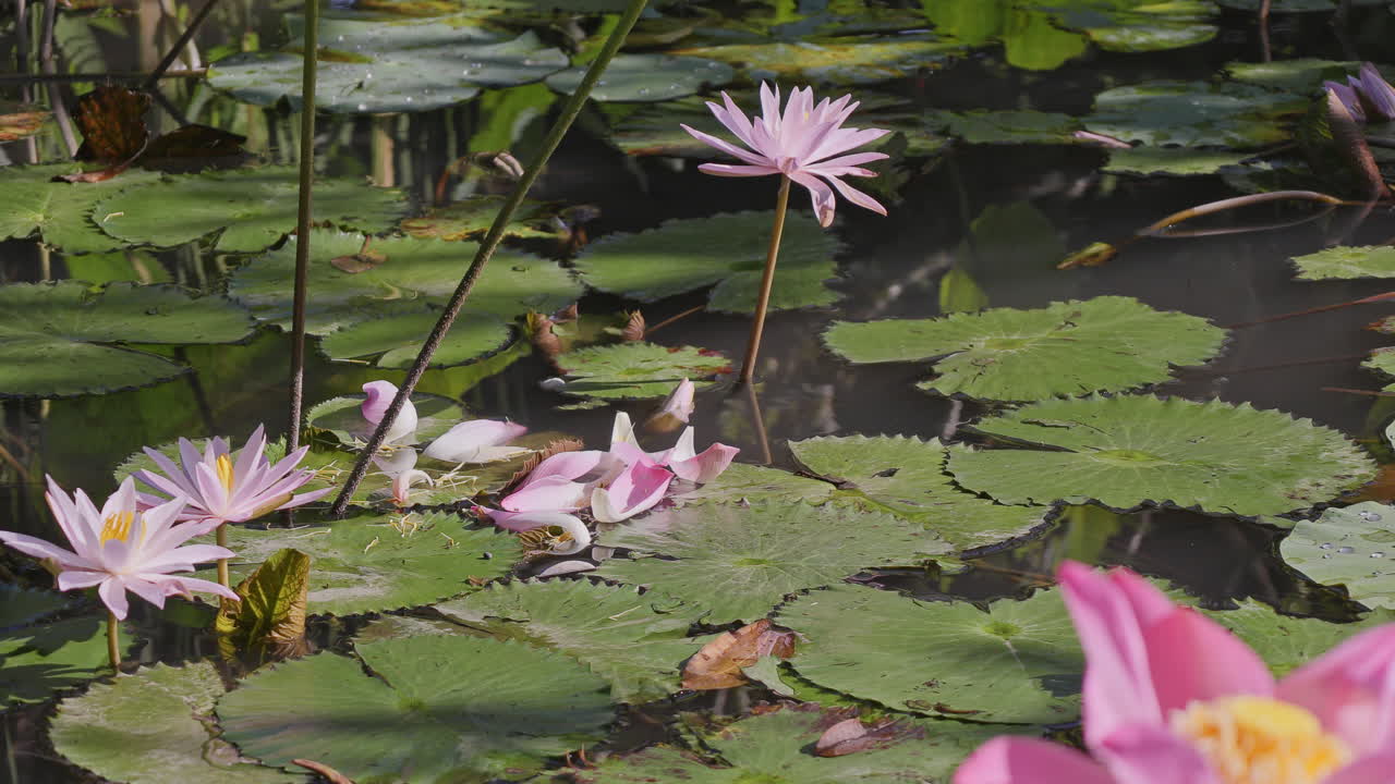 beautiful ornamental pond in garden in bali