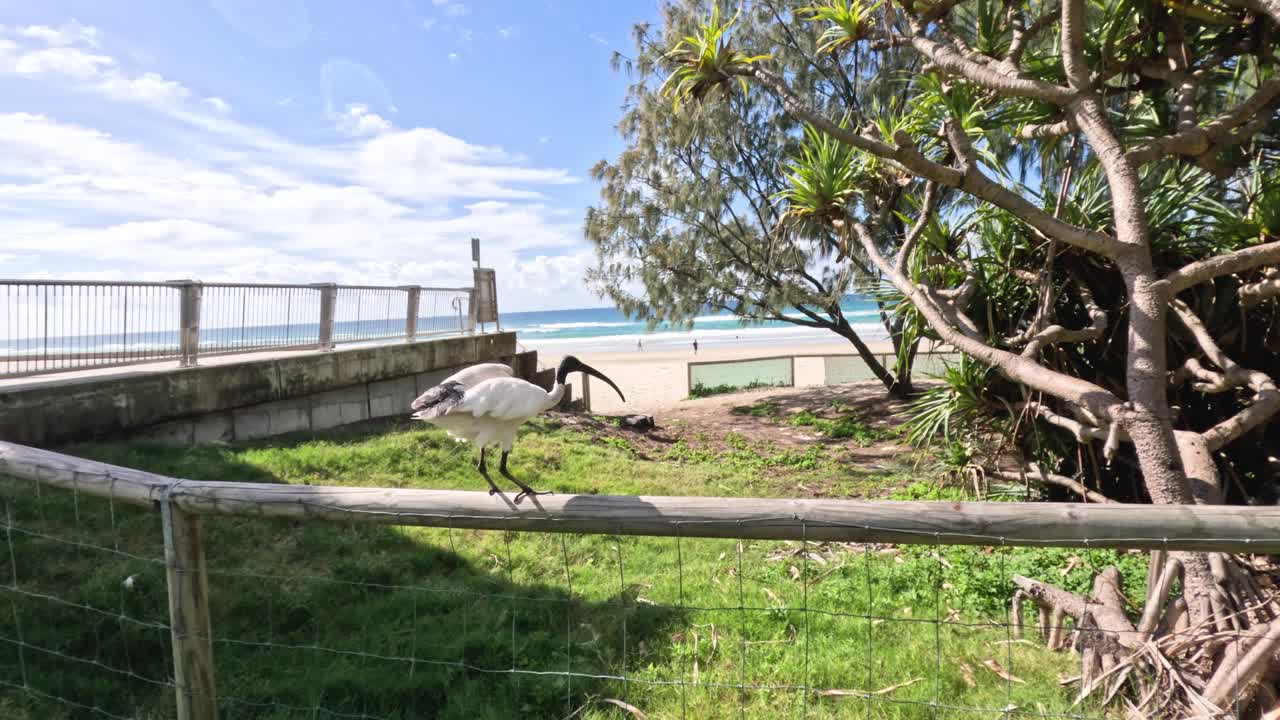 이비스가 공원에서 고 앉아 있습니다.