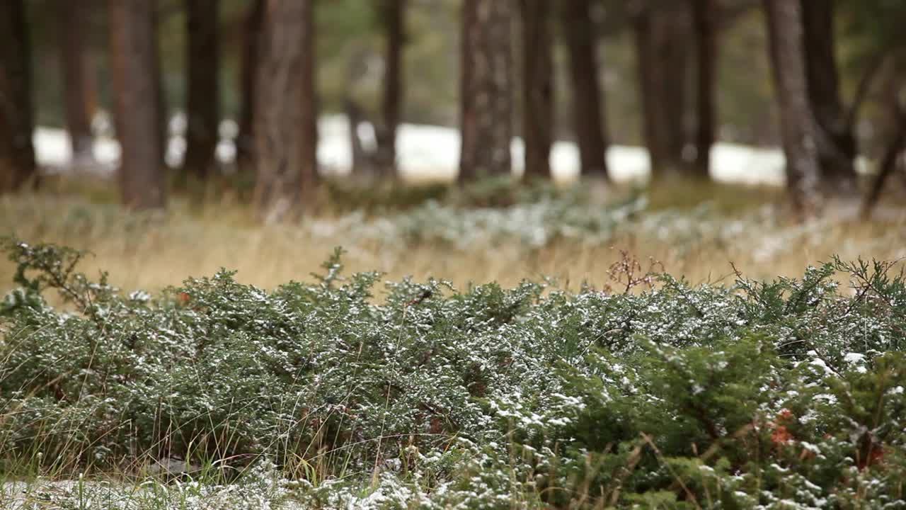 저녁 에 덤불 에 있는 새 들