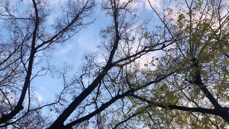 bare autumn tree branches against blue sky