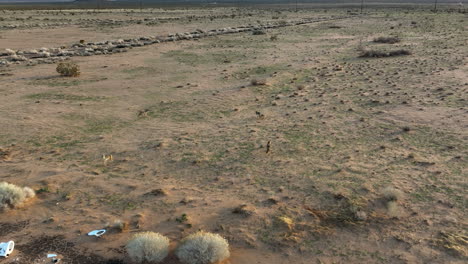 Manada-Saludable-De-Coyotes-Forrajeando-En-El-Desierto-De-Mojave---Antena