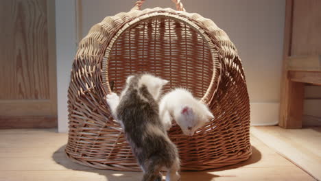 Adorable-fluffy-baby-kittens-exploring-their-wicker-basket,-frontal-view