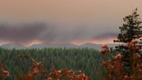 casserole de fumée de feu de forêt soufflant à travers le ciel de la forêt sauvage