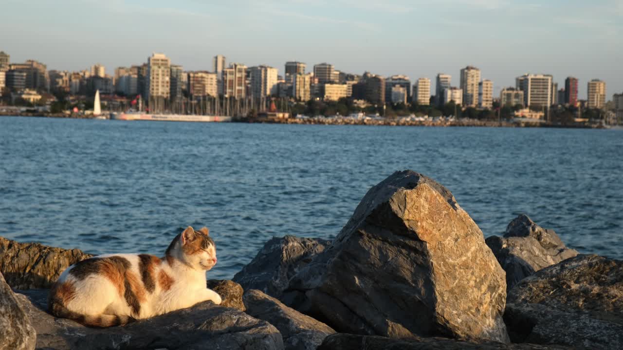 Gatto randagio multicolore sdraiato su rocce in riva al mare nella baia di Moda a Istanbul.