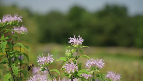 Hummel-Fliegt-Und-Bestäubt-Im-Frühjahr-Eine-Blume,-Damit-Pflanzen-Wachsen-Können