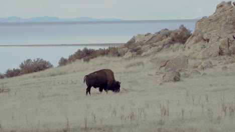 un bisonte americano solitario o búfalo pastando con las llanuras de sal de utah en el fondo