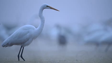 Great-Egrets-in-Misty-Morning