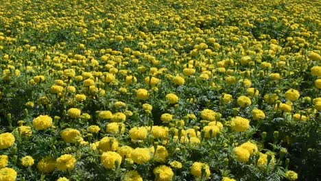 field of yellow cempasúchil flowers that symbolize the day of the dead-pan right