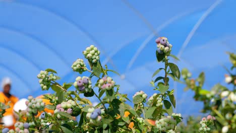 planta de arándanos en una granja de arándanos 4k
