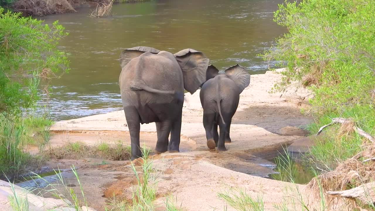 Mother and baby elephant walking down to water at river