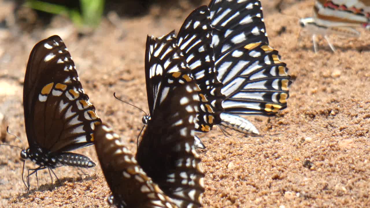 Farfalla bianca e nera UHD MP4 4k