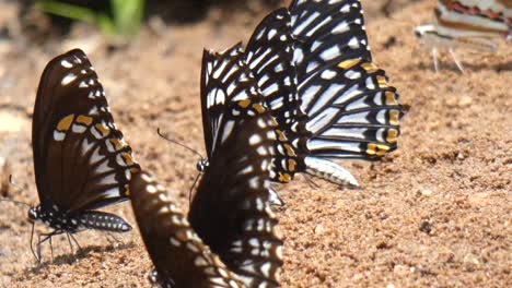 Schwarz-Weiß-Schmetterling-Uhd-Mp4-4k