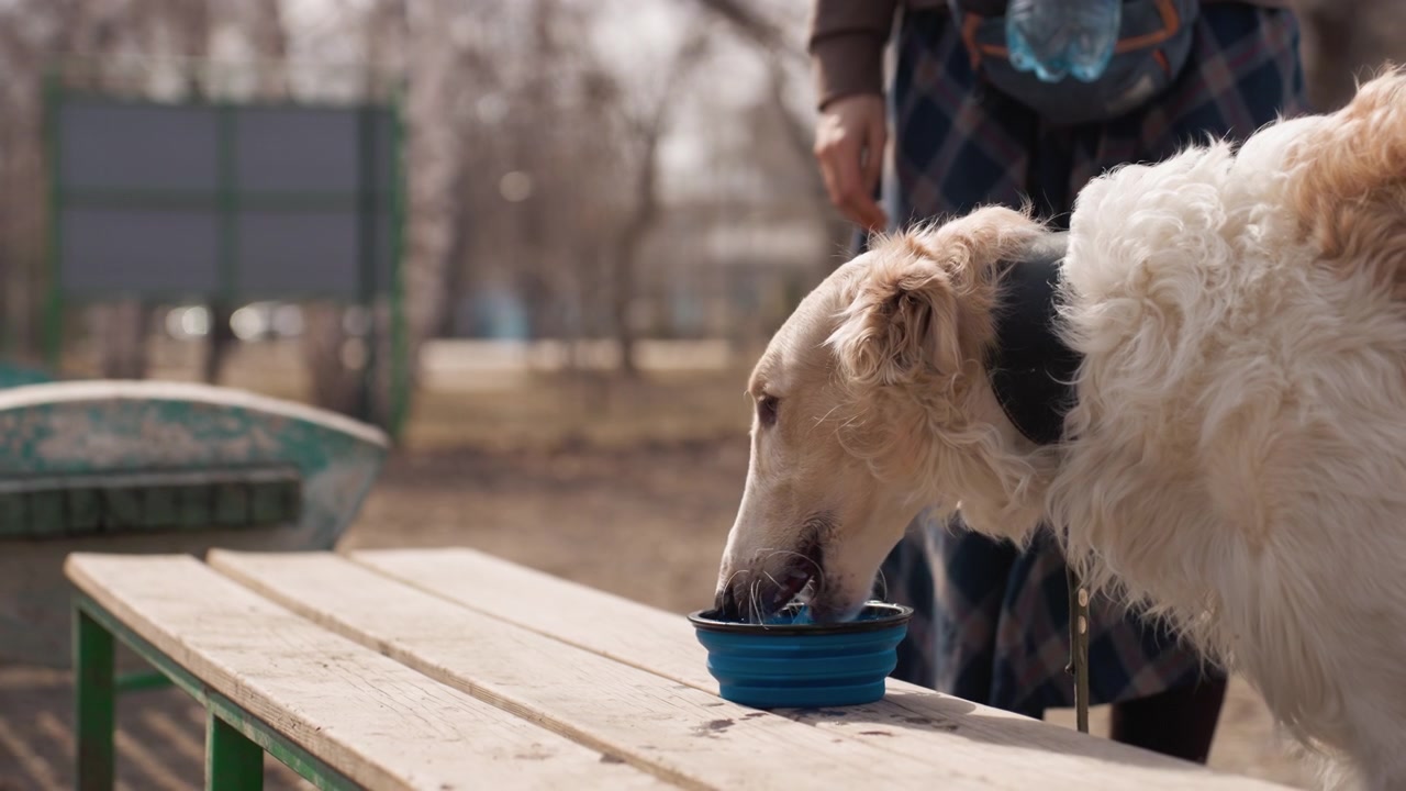 Hund trinkt Wasser aus faltbarem Napf auf einem Holztisch in einer Parkumgebung. Eine Person steht in der Nähe, Leine und Flasche sind sichtbar. Weiches natürliches Licht beleuchtet die Außenszene mit Bäumen.