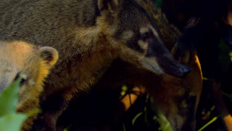 un grupo familiar de coatíes en los árboles de la selva amazónica olfateando comida