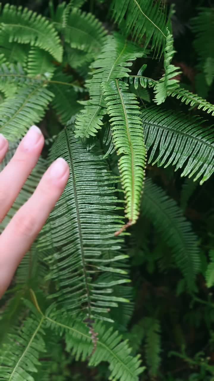 Hand touching fern leaves