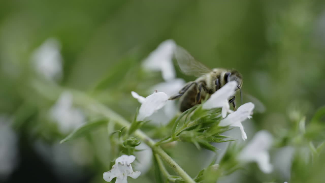 Bee on Thyme Flower