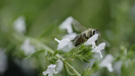 bee on thyme flower