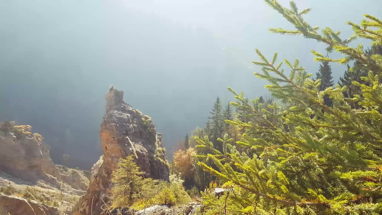 лес раскрывается осенью