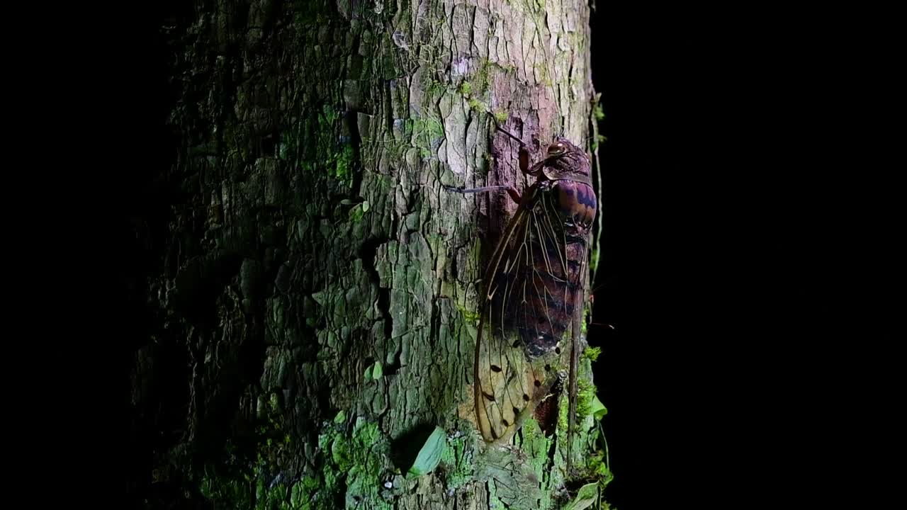 esta cigarra gigante trepando un árbol en la noche, megapomponia intermedia, encontrada en las selvas de tailandia