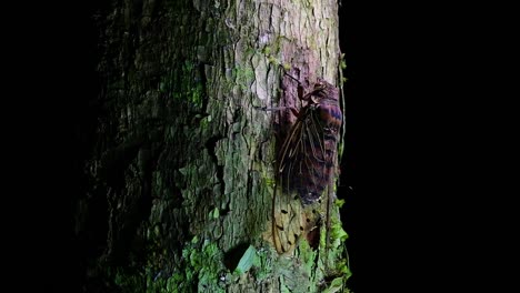 esta cigarra gigante trepando un árbol en la noche, megapomponia intermedia, encontrada en las selvas de tailandia