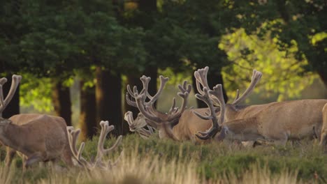 Large-Herd-of-Red-Deer-in-Forest-Meadow,-Cinematic-Slow-Motion-Close-Up,-Sunset,-Golden-Hour