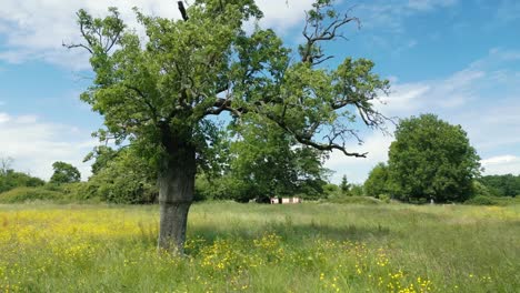 4k cinematic nature footage of a drone rotating around a tree in the middle of a field in normandy, france on a sunny day (2)