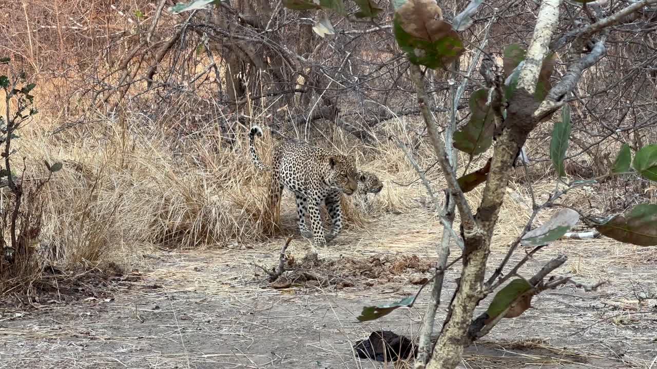 짓기 레오파드 (panthera pardus) 남 luangwa 국립 공원.