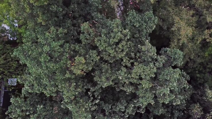 Vista aerea di parchi e giardini urbani con persone