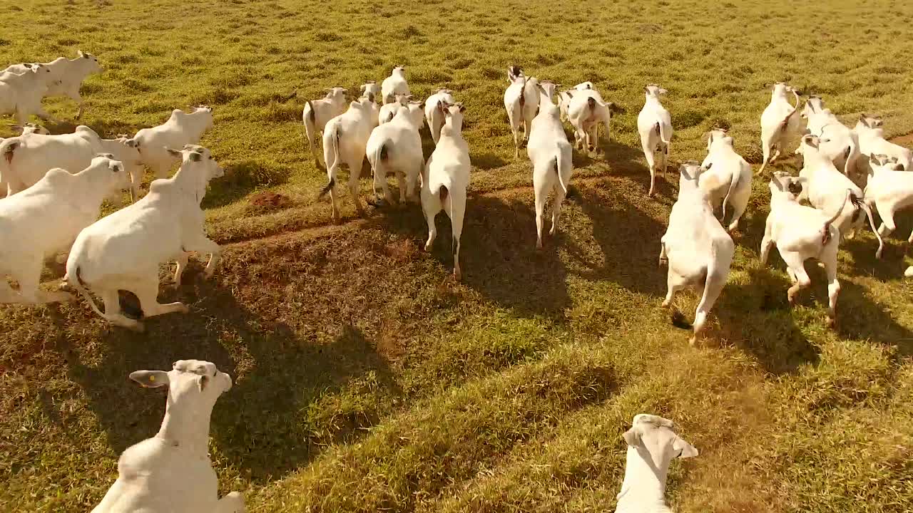 Cattle Herd Grazing in Field
