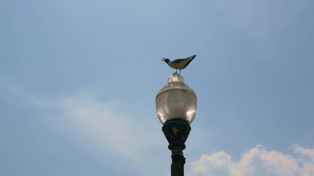 Seagull on top of a lamp post on a bright sunny day with blue skies
