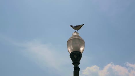 seagull on top of a lamp post on a bright sunny day with blue skies