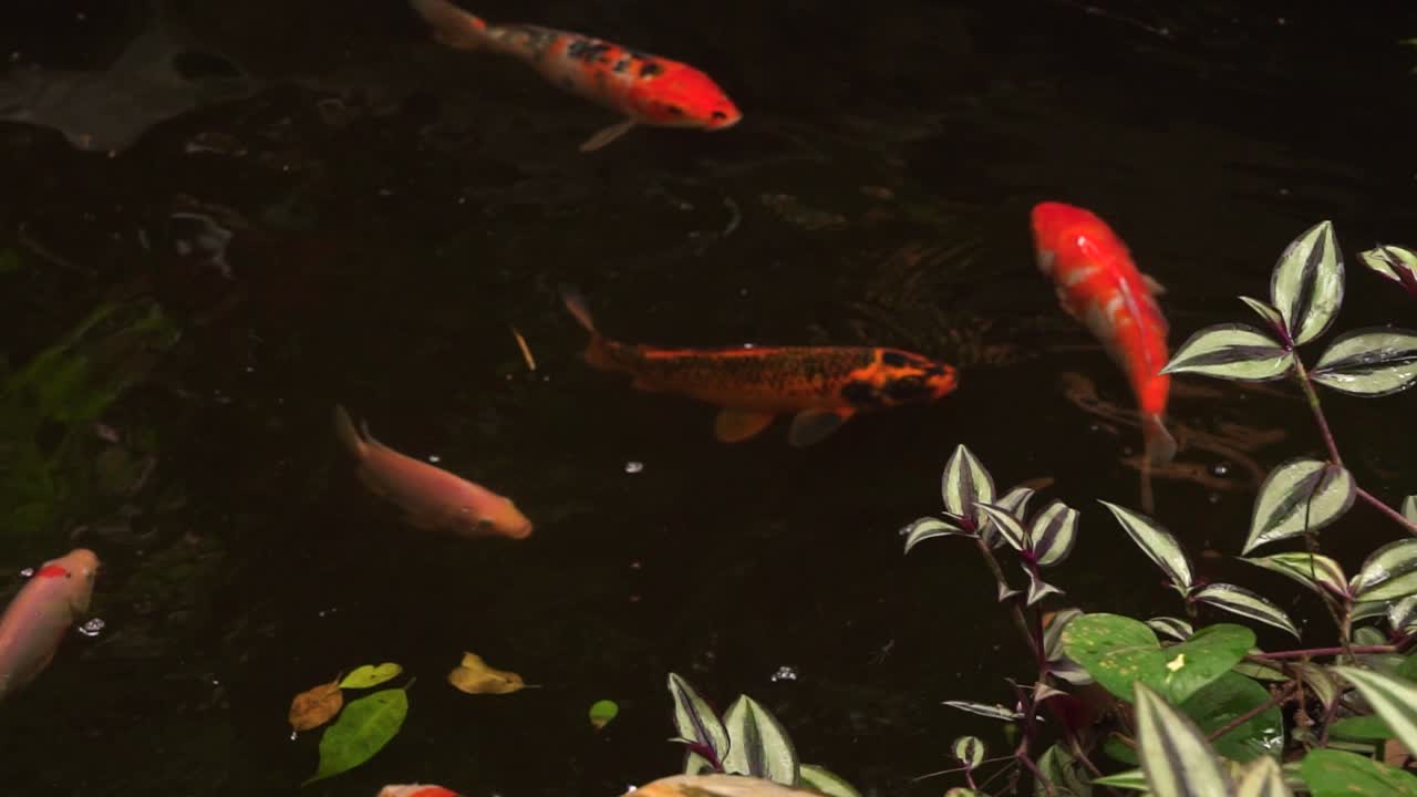 아름다운 코이 물고기가 장식된 연못에서 헤엄치고 있습니다.