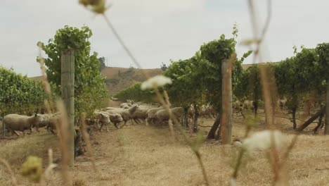 herd of sheep run along and under vineyards of grapes after grazing the leaves from the vines