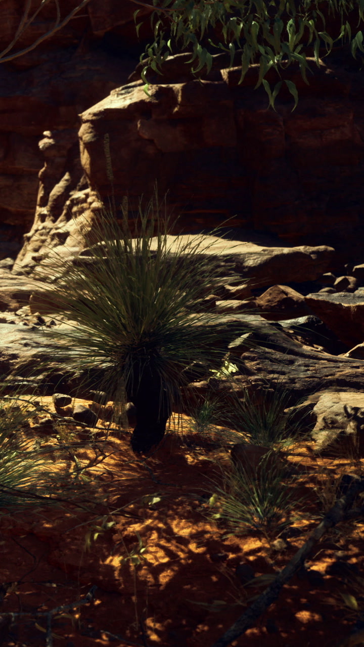 Underneath a bright sunset unique desert plants stand tall among rugged rocks