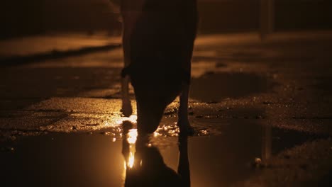 a dog in a puddle by night