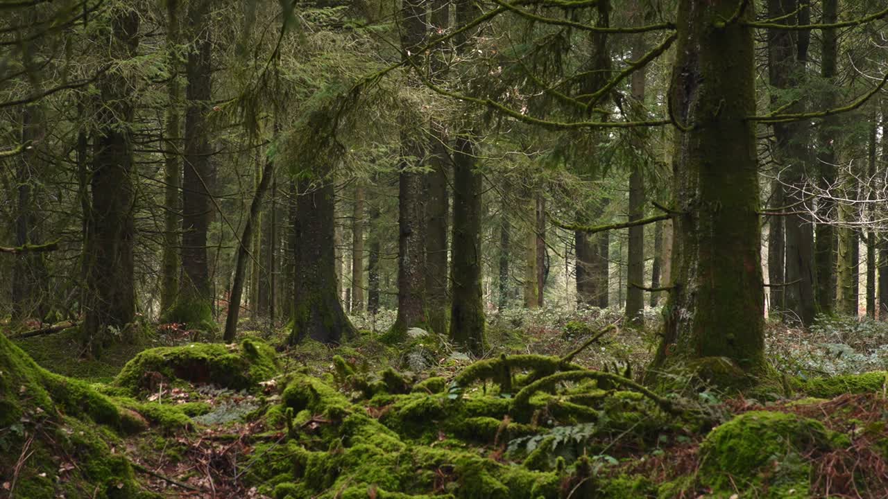 Vivida foresta britannica durante la primavera. Perfetto per documentari naturalistici o video di relax.