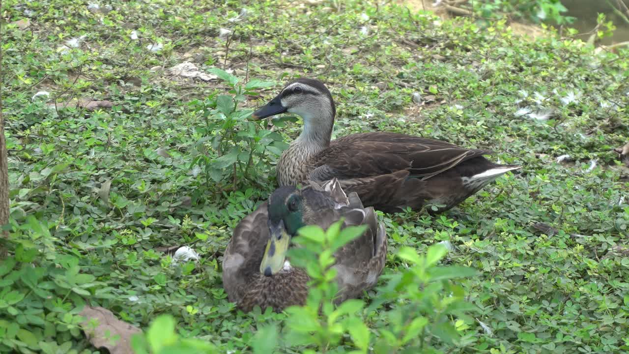 Some ducks in national park, near to the river