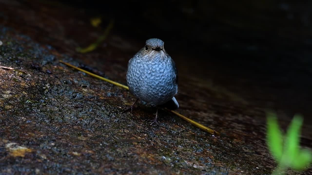 esta hembra de colirrojo plomizo no es tan colorida como el macho pero seguro que es tan esponjosa como una bola de un lindo pájaro