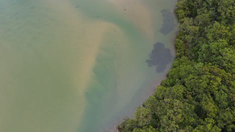 Top-View-Of-Green-Forest-At-Riverside-Of-Tallebudgera-Creek-In-Gold-Coast,-Queensland,-Australia